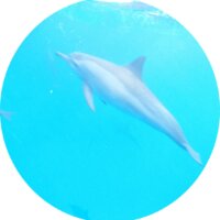 croisiere dauphin sataya